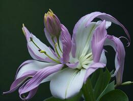 Lily, Beautiful Flower on White Background, AI Generated photo