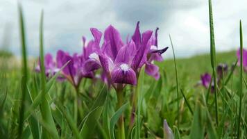 dichtbij omhoog van iris pumila in de voorjaar veld- video
