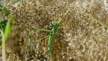 Close up of Saga pedo in the dry grass video