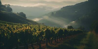 Generative AI, beautiful Italian vineyard, green landscape. Rows of vines on sunset photo