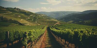 Generative AI, beautiful Italian vineyard, green landscape. Rows of vines on sunset photo