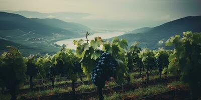 Generative AI, beautiful Italian vineyard, green landscape. Rows of vines on sunset photo