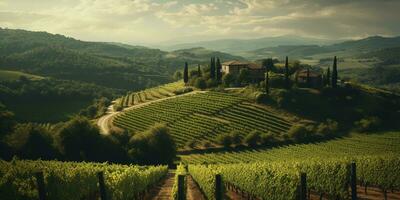 Generative AI, beautiful Italian vineyard, green landscape. Rows of vines on sunset photo