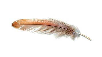 Bird feather on white background. Beautiful bird plumage or wing element, isolated smooth feather. Generated AI. photo