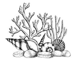 Underwater engraved composition with Seashells and Corals on isolated background. Hand drawn vector illustration of Seaweeds and seabed. Drawing of undersea in line art style painted by black inks.