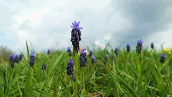 dichtbij omhoog van iris pumila in de voorjaar veld- video