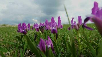 proche en haut de iris pumila dans le printemps champ video