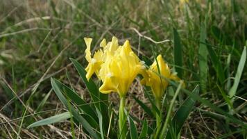 proche en haut de iris pumila dans le printemps champ video