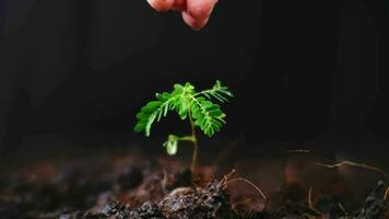 hand- gieter planten dat toenemen Aan de grond. nieuw leven zorg, gieter jong planten Aan zwart achtergrond. de concept van aanplant bomen en besparing de wereld. video