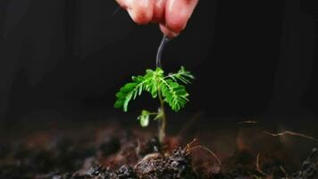 hand- gieter planten dat toenemen Aan de grond. nieuw leven zorg, gieter jong planten Aan zwart achtergrond. de concept van aanplant bomen en besparing de wereld. video