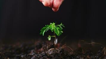 hand- gieter planten dat toenemen Aan de grond. nieuw leven zorg, gieter jong planten Aan zwart achtergrond. de concept van aanplant bomen en besparing de wereld. video