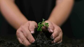 Hands holding young green plant. Small plants on the ground in spring. New life care, watering young plants on black background. The concept of planting trees and saving the world. video
