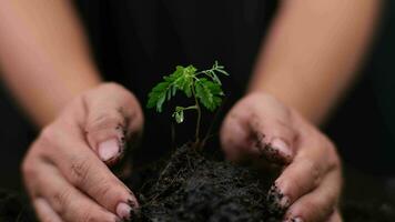 händer innehav ung grön växt. små växter på de jord i vår. ny liv vård, vattning ung växter på svart bakgrund. de begrepp av plantering träd och sparande de värld. video