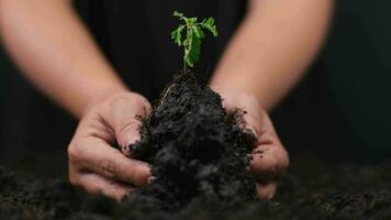 Hands holding young green plant. Small plants on the ground in spring. New life care, watering young plants on black background. The concept of planting trees and saving the world. video