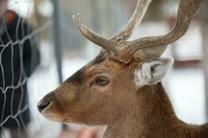 The muzzle of a deer with antlers behind the netting of an aviary close-up. photo