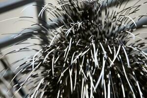 Texture from the quill tail of a porcupine. photo