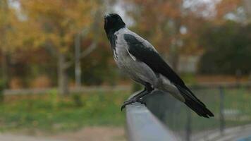 uma cinzento Raven senta em uma metal cerca e parece por aí video