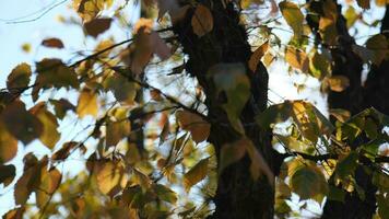 cerca arriba. el Dom brilla mediante el hojas de el árbol. amarillo hojas en otoño día Dom rayos en borroso resumen bokeh con llamarada antecedentes. lento movimiento. 4k vídeo video