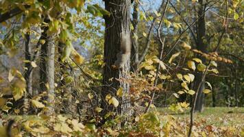 squirrel descends from a tree in autumn park. autumn time. slow motion. 4k video. video