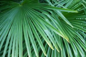 Tropical palm leaves. Floral exotic background. photo