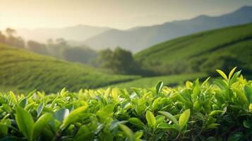 Landscape tea plantation in Malaysia photo