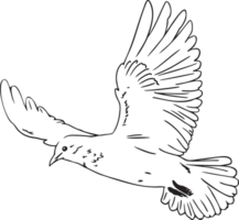 Dove flying bird transparent background png