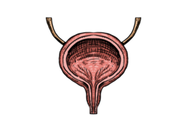human bladder anatomy model with drawing style png