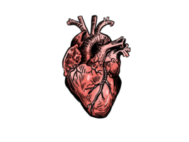 human heart anatomy model with drawing style png