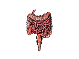 human intestine anatomy model with drawing style png