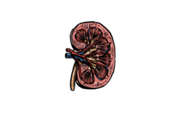 human kidney anatomy model with drawing style png