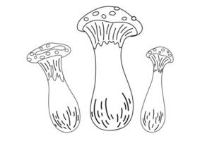 Fly agaric mushrooms outline. Vector contour doodle illustration of whole champignon for retro vintage style menu design, flyer, wrapping.