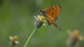 Nahansicht von Schmetterling, Makro von Schmetterlinge video