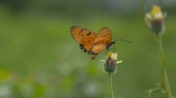 Closeup of butterfly, macro of butterflies video