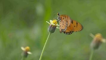 Closeup of butterfly, macro of butterflies video