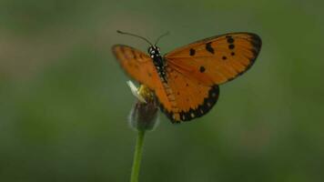 detailopname van vlinder, macro van vlinders video