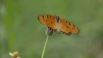 Closeup of butterfly, macro of butterflies video