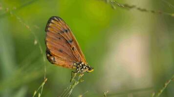 avvicinamento di insetto, macro insetto video