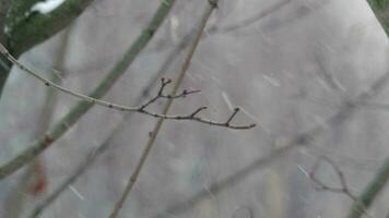 vent avec neige proche en haut video