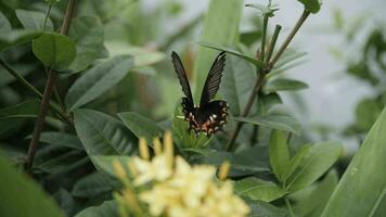 beautiful black and orange butterfly flaps its wings over a tropical leaf video