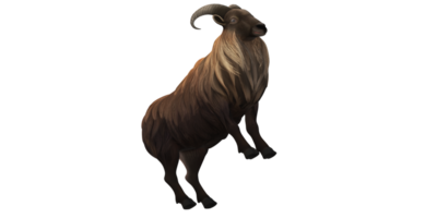 Himalayan Mountain Goat isolated on a Transparent Background png