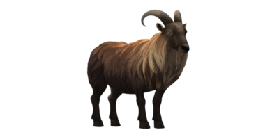 Himalayan Mountain Goat isolated on a Transparent Background png