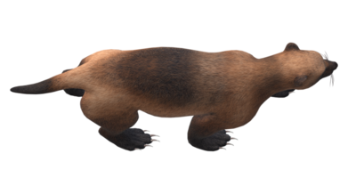 Wolverine isolated on a Transparent Background png