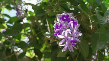 petrea volubile, un' grappolo di viola e bianca fiori, è un' arrampicata pianta con grande viti e piuttosto rigido rami video