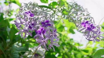 Petrea volubilis, a cluster of purple and white flowers, is a climbing plant with large vines and rather stiff branches video