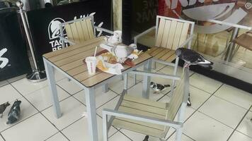 pigeons sur une table dans une café video