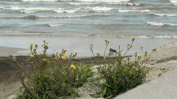 Sea shore with yellow flowers growing among the stones video