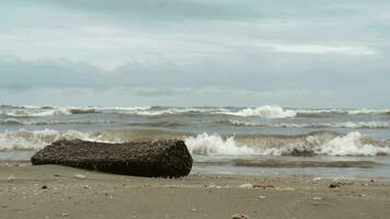 golvend zee en een log gedekt met water onkruid Aan de kust video