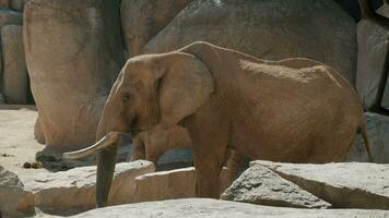 African elephant eating in the zoo video
