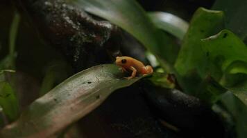 d'oro mantella. in via di estinzione specie endemico per Madagascar video