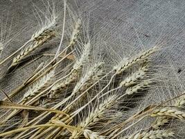 Spikelets of wheat on a background of burlap. Wheat is the basis of bread. Healthy eating concept. photo